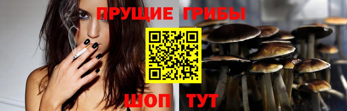Псилоцибиновые грибы Cubensis Касимов
